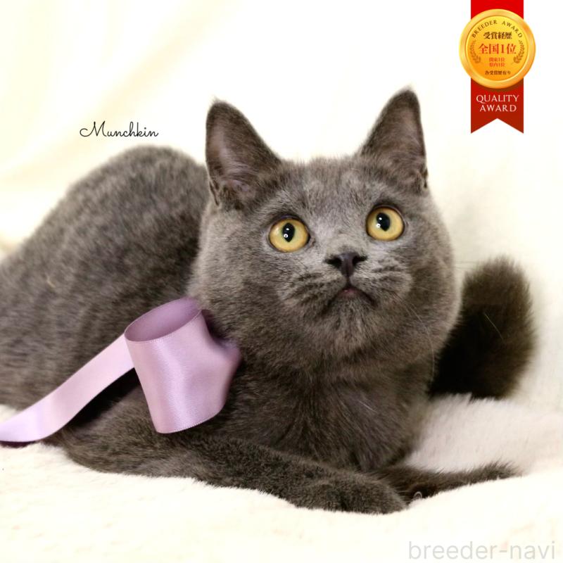 販売中の栃木県のマンチカン-131108の1枚目