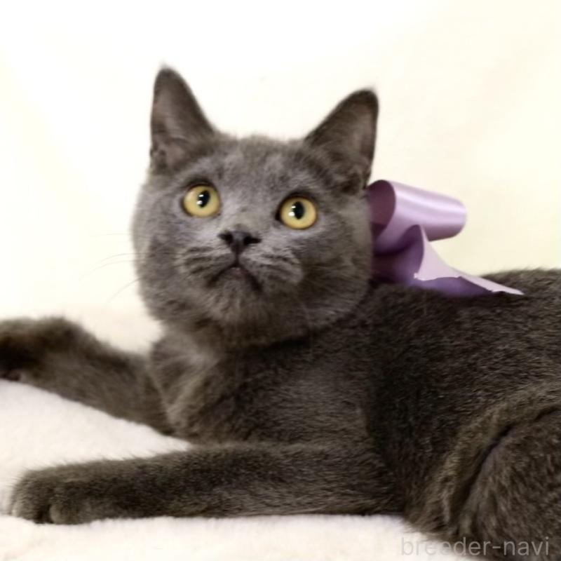 販売中の栃木県のマンチカン-131108の10枚目