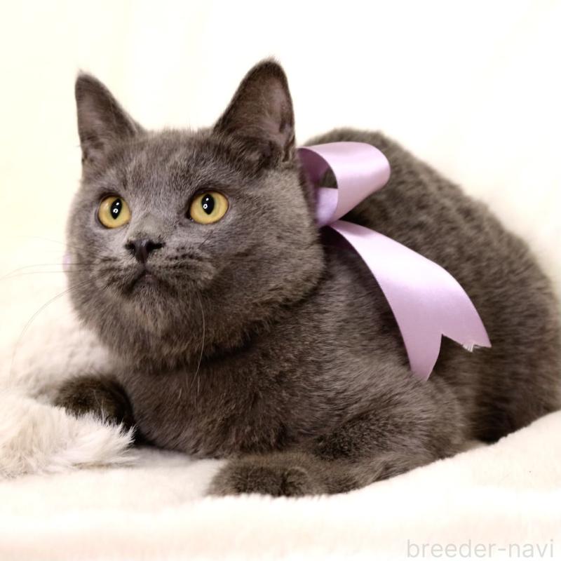 販売中の栃木県のマンチカン-131108の8枚目