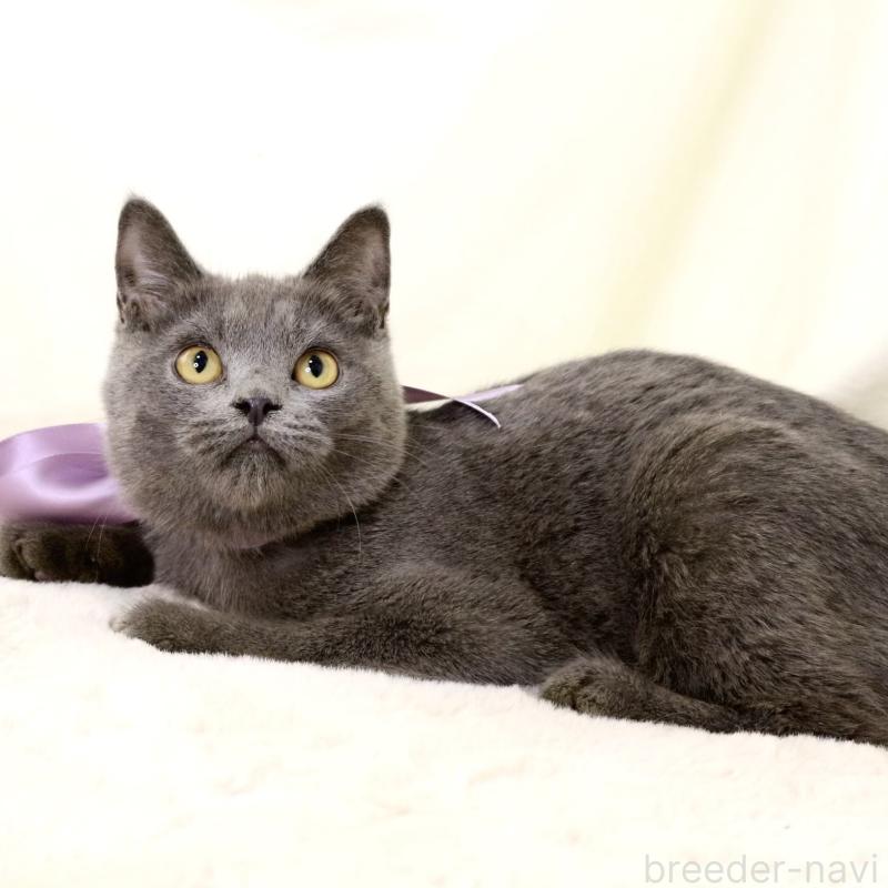 販売中の栃木県のマンチカン-131108の7枚目