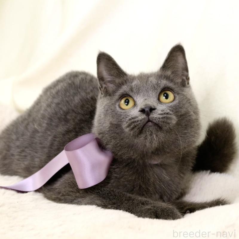 販売中の栃木県のマンチカン-131108の6枚目