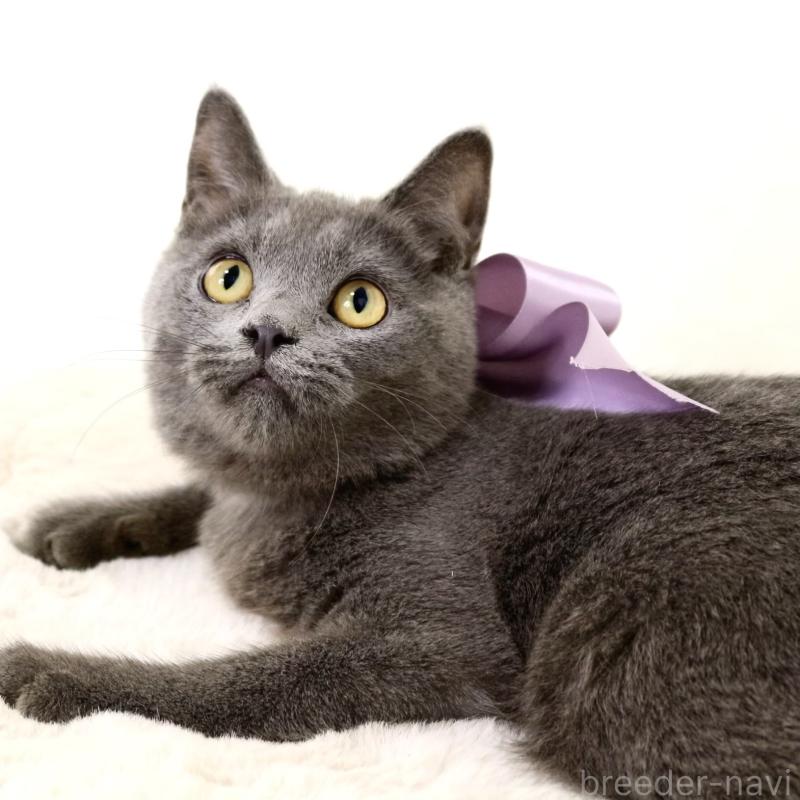 販売中の栃木県のマンチカン-131108の5枚目