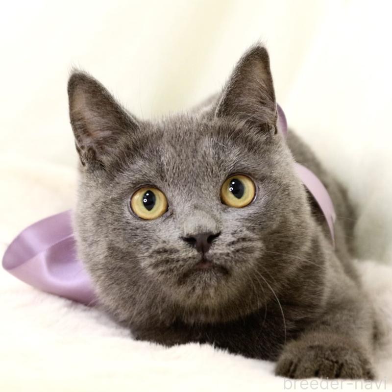 販売中の栃木県のマンチカン-131108の4枚目