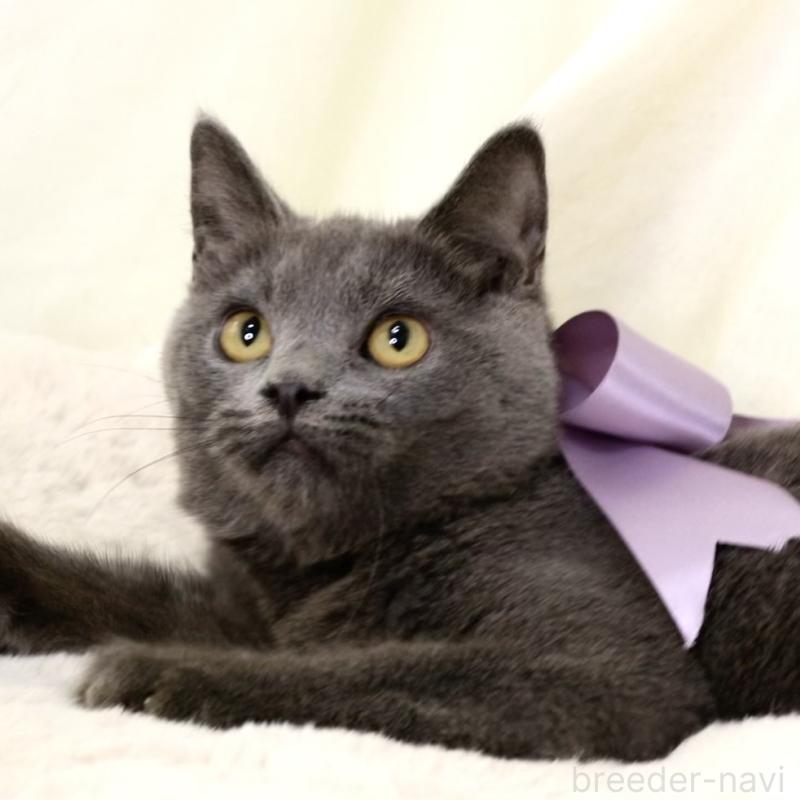 販売中の栃木県のマンチカン-131108の3枚目