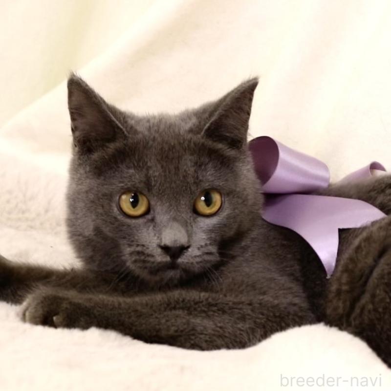 販売中の栃木県のマンチカン-131108の2枚目