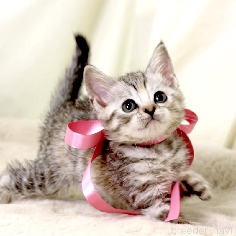 販売中の栃木県のマンチカン-131111の9枚目