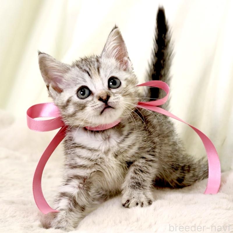 販売中の栃木県のマンチカン-131111の8枚目