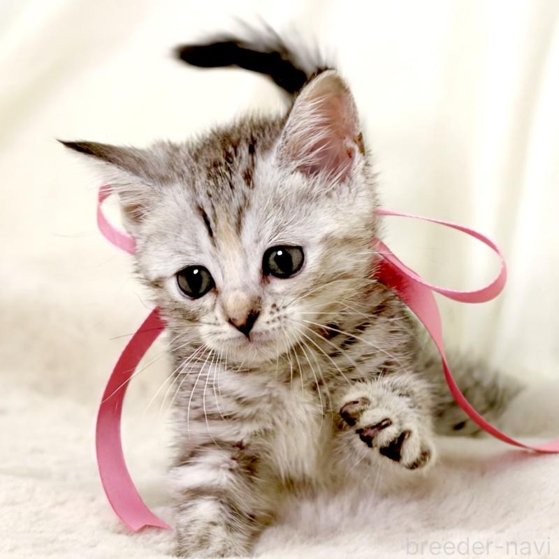 販売中の栃木県のマンチカン-131111の6枚目