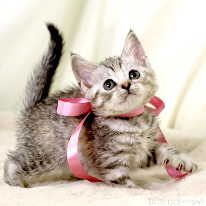 販売中の栃木県のマンチカン-131111の5枚目