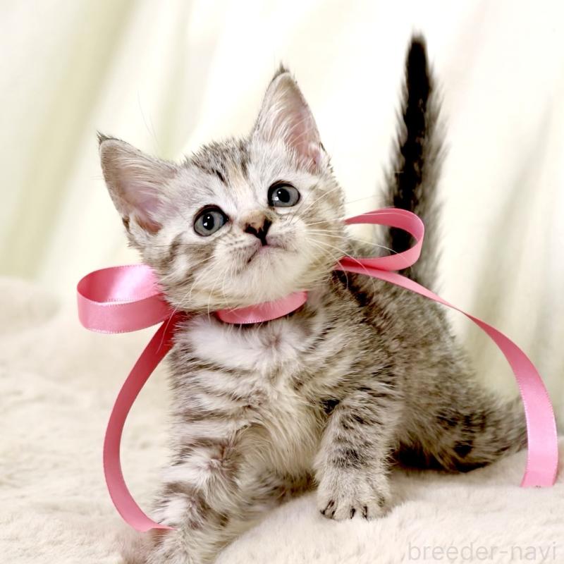 販売中の栃木県のマンチカン-131111の4枚目