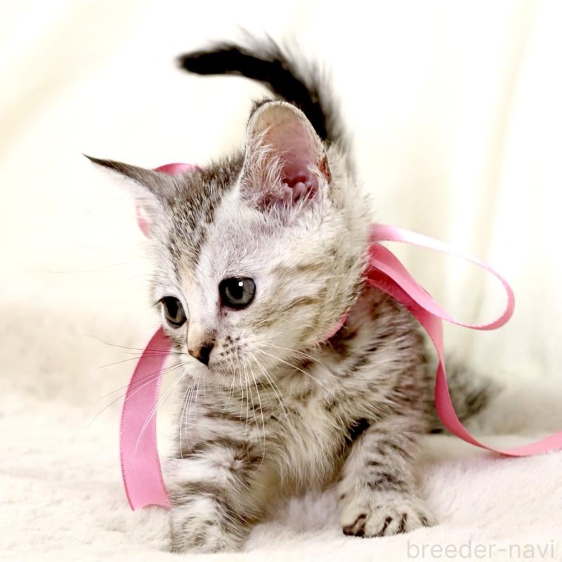 販売中の栃木県のマンチカン-131111の3枚目