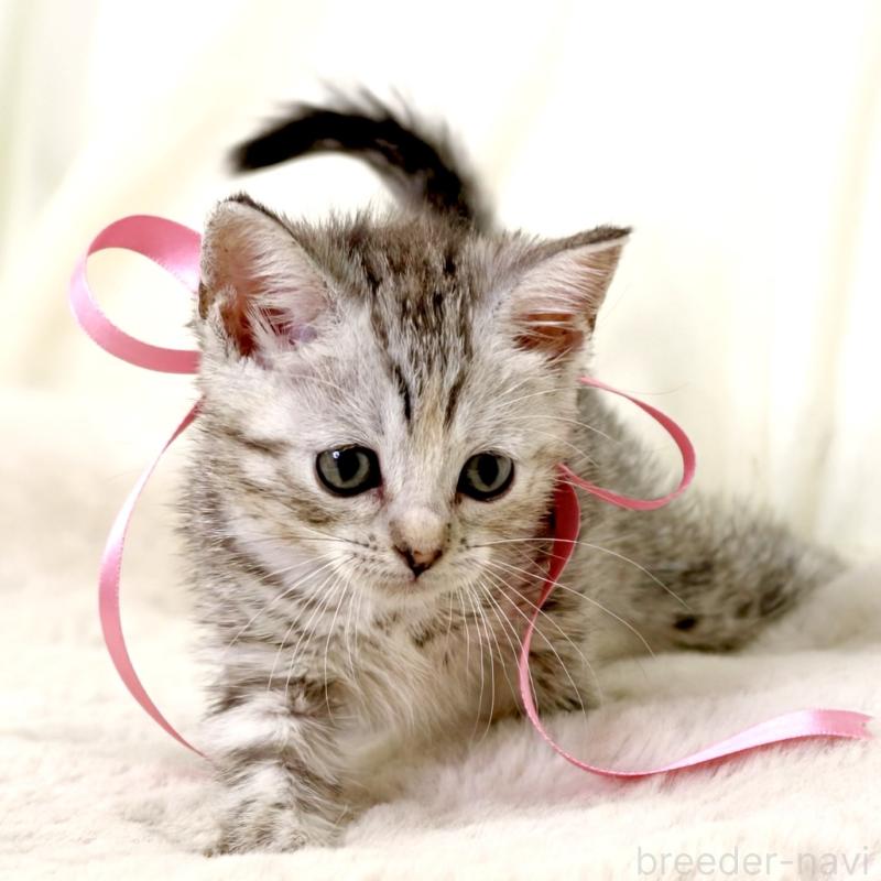 販売中の栃木県のマンチカン-131111の2枚目