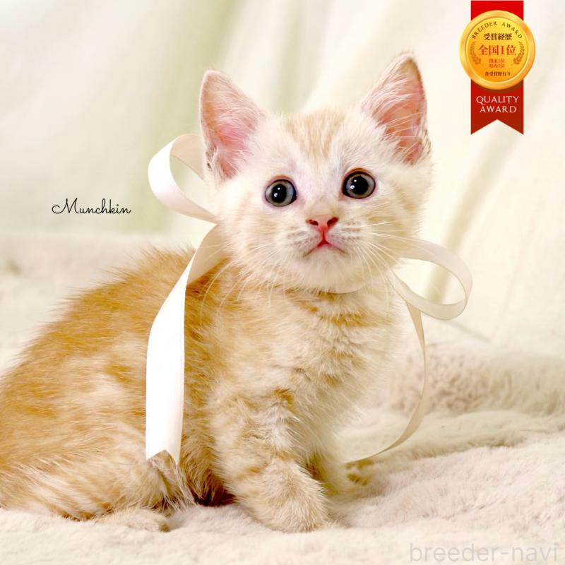 販売中の栃木県のマンチカン-131113