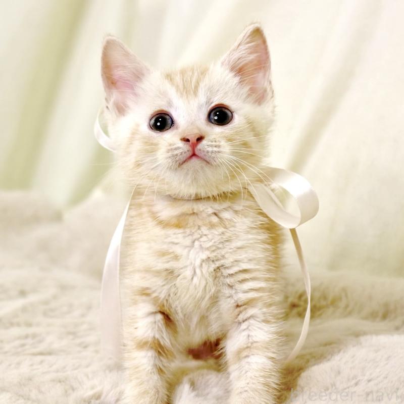 販売中の栃木県のマンチカン-131113の9枚目