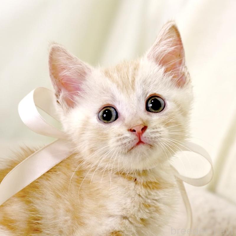 販売中の栃木県のマンチカン-131113の8枚目