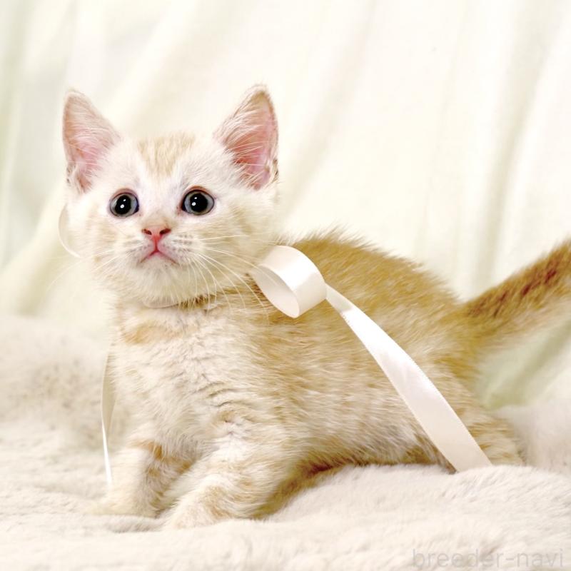 販売中の栃木県のマンチカン-131113の7枚目