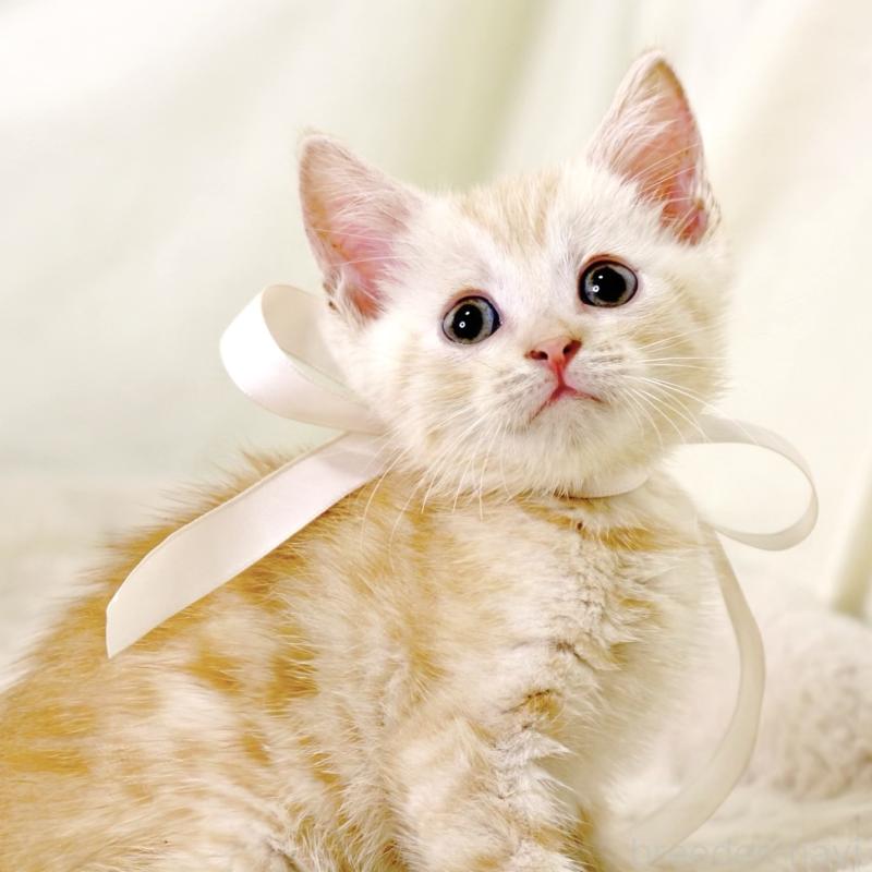 販売中の栃木県のマンチカン-131113の6枚目