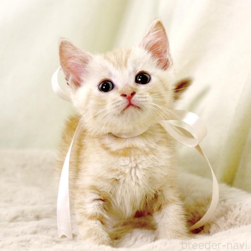 販売中の栃木県のマンチカン-131113の5枚目