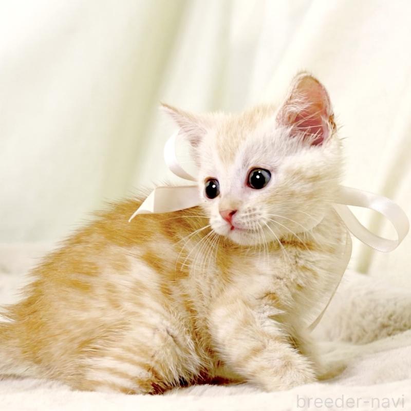 販売中の栃木県のマンチカン-131113の4枚目