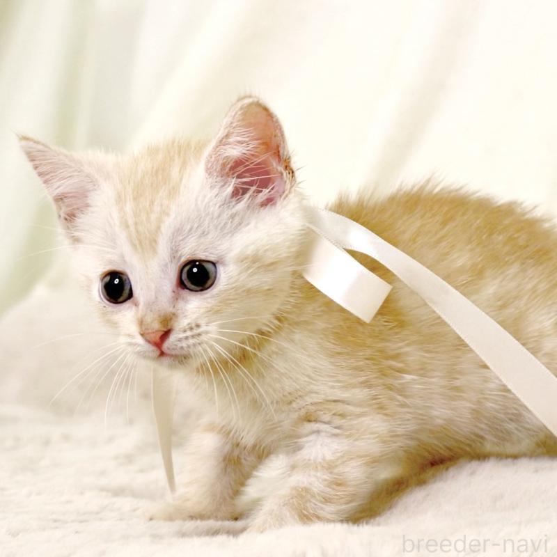 販売中の栃木県のマンチカン-131113の3枚目