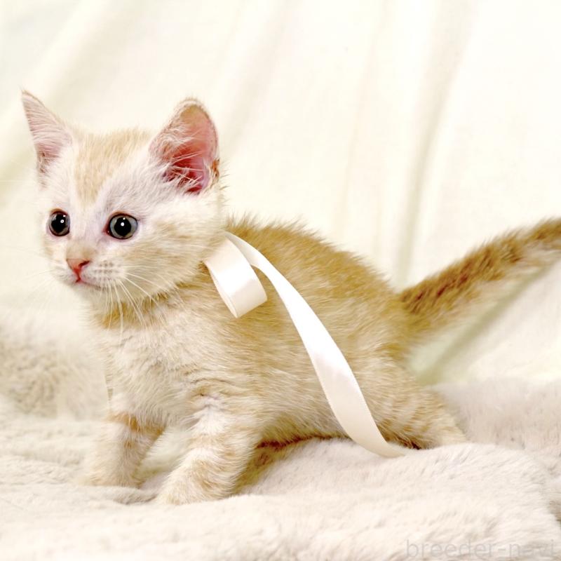 販売中の栃木県のマンチカン-131113の2枚目