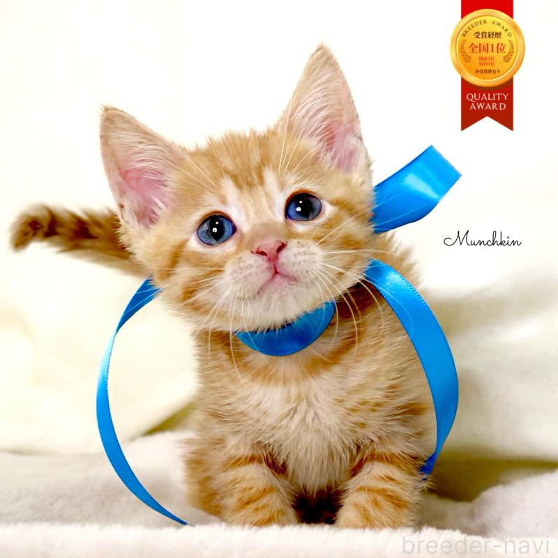 販売中の栃木県のマンチカン-131114