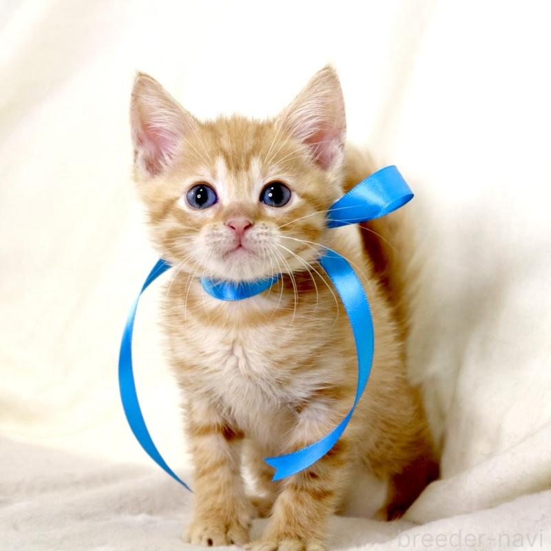 販売中の栃木県のマンチカン-131114の10枚目