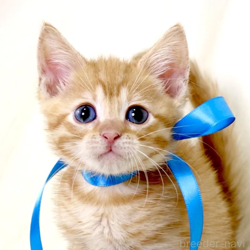 販売中の栃木県のマンチカン-131114の5枚目