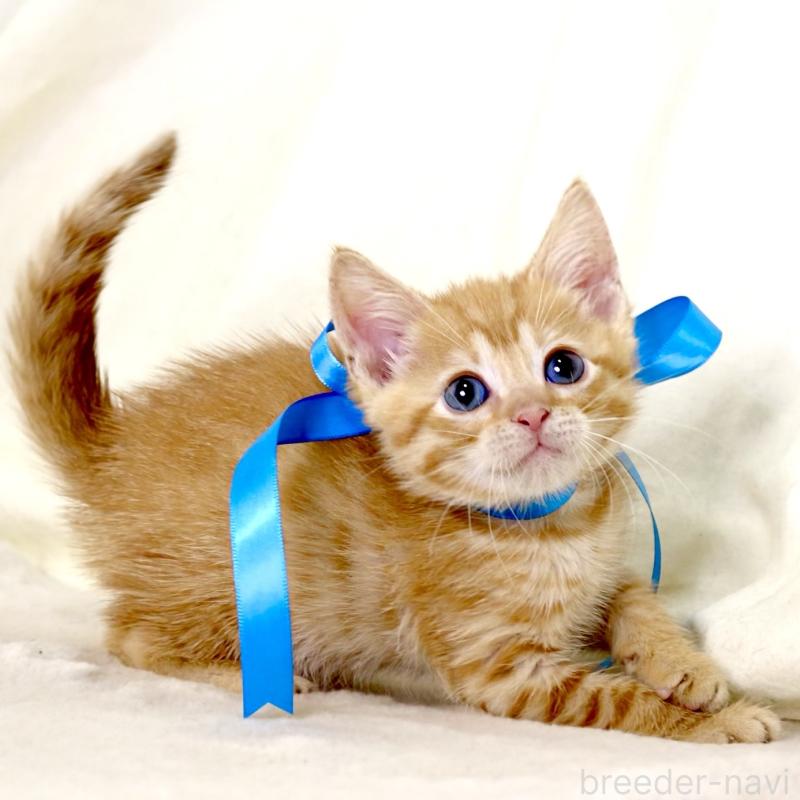 販売中の栃木県のマンチカン-131114の4枚目