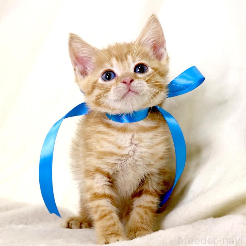 販売中の栃木県のマンチカン-131114の3枚目