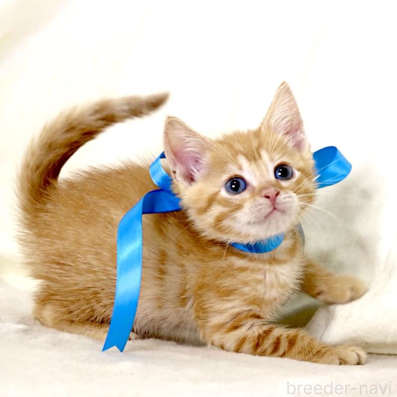 販売中の栃木県のマンチカン-131114の2枚目