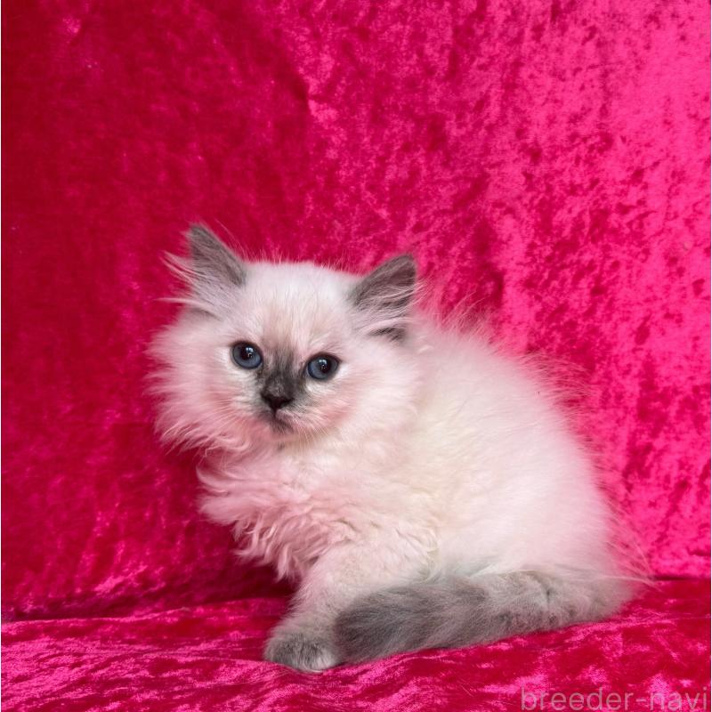 成約済の千葉県のサイベリアン-129466の7枚目