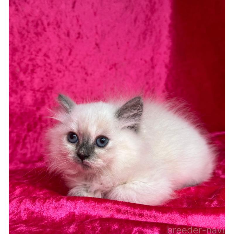 成約済の千葉県のサイベリアン-129466の4枚目