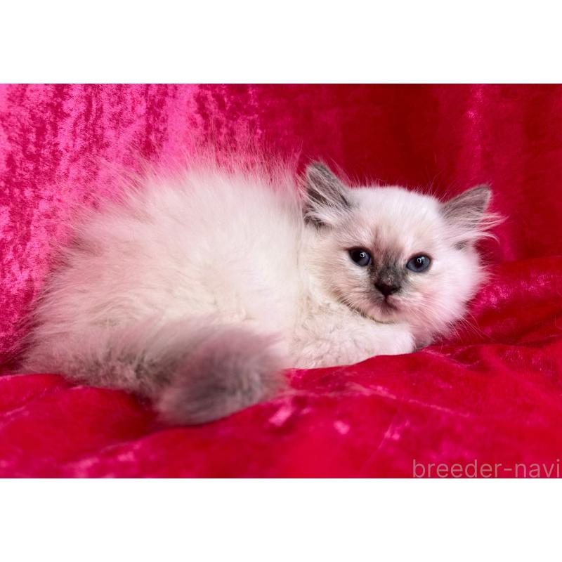 成約済の千葉県のサイベリアン-129466の3枚目