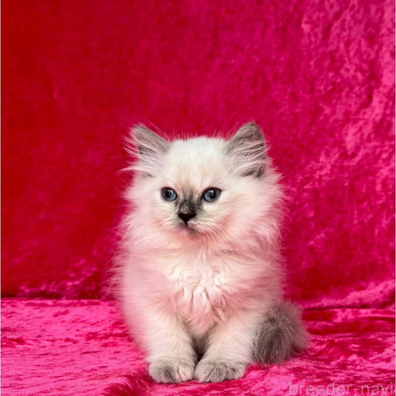 成約済の千葉県のサイベリアン-129466の2枚目