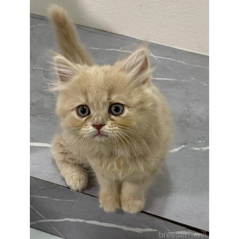 販売中の宮崎県のスコティッシュフォールド-131115の1枚目