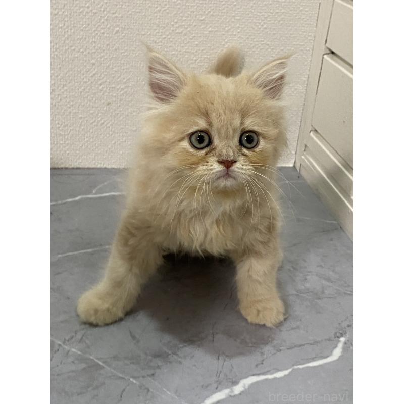 販売中の宮崎県のスコティッシュフォールド-131115の4枚目