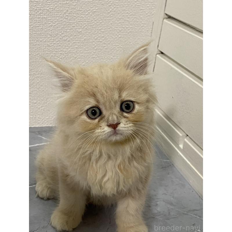 販売中の宮崎県のスコティッシュフォールド-131115の3枚目