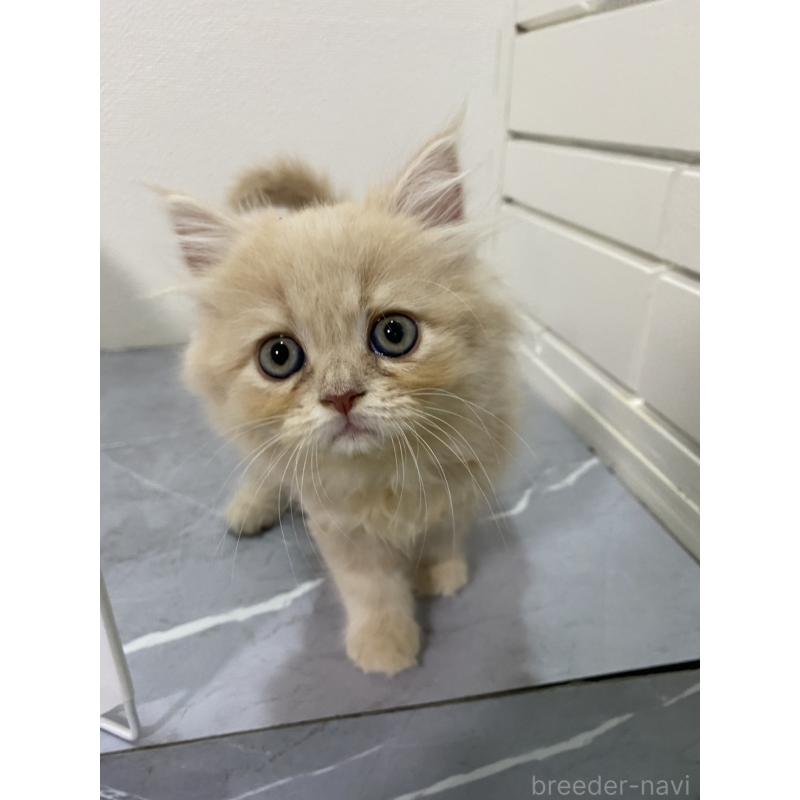 販売中の宮崎県のスコティッシュフォールド-131115の2枚目