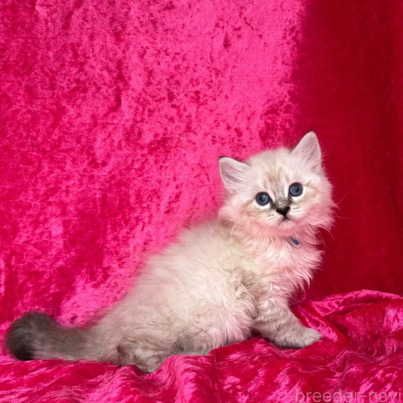 成約済の千葉県のサイベリアン-129462の10枚目