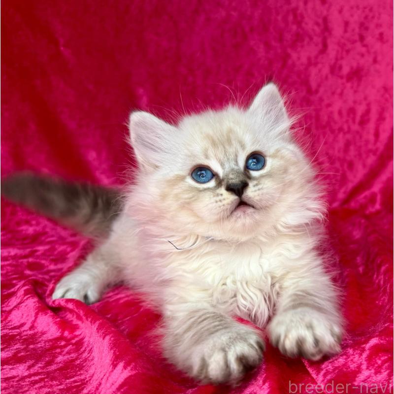 成約済の千葉県のサイベリアン-129462の9枚目