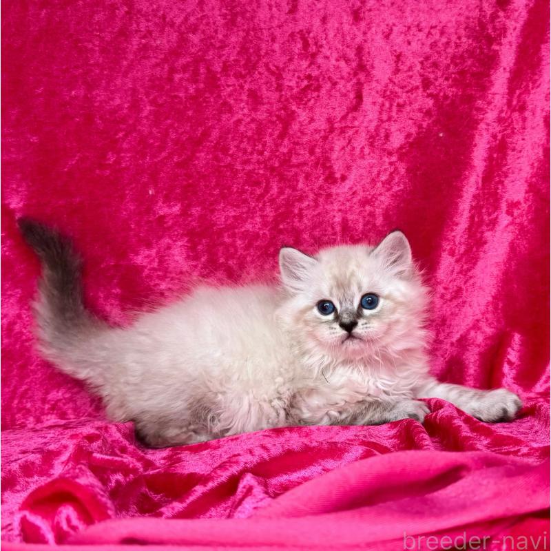 成約済の千葉県のサイベリアン-129462の7枚目