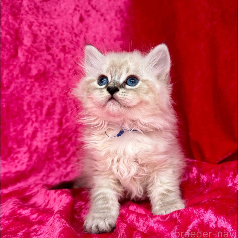 成約済の千葉県のサイベリアン-129462の6枚目