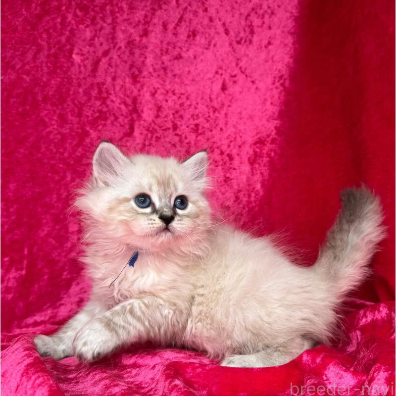 成約済の千葉県のサイベリアン-129462の5枚目