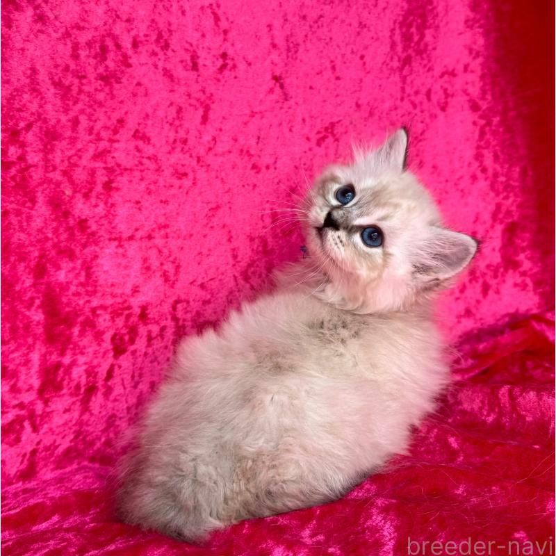 成約済の千葉県のサイベリアン-129462の4枚目