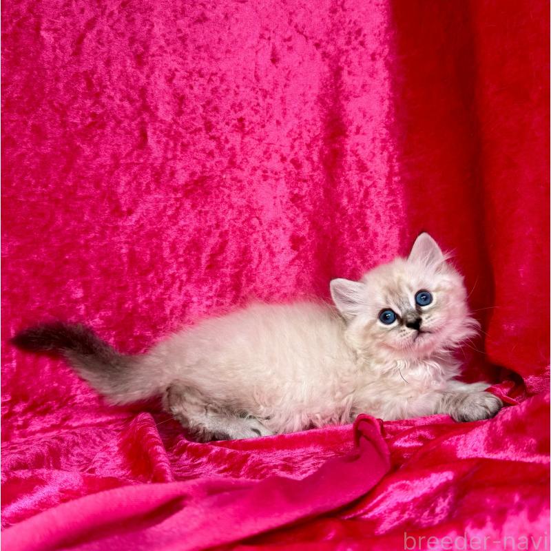 成約済の千葉県のサイベリアン-129462の3枚目