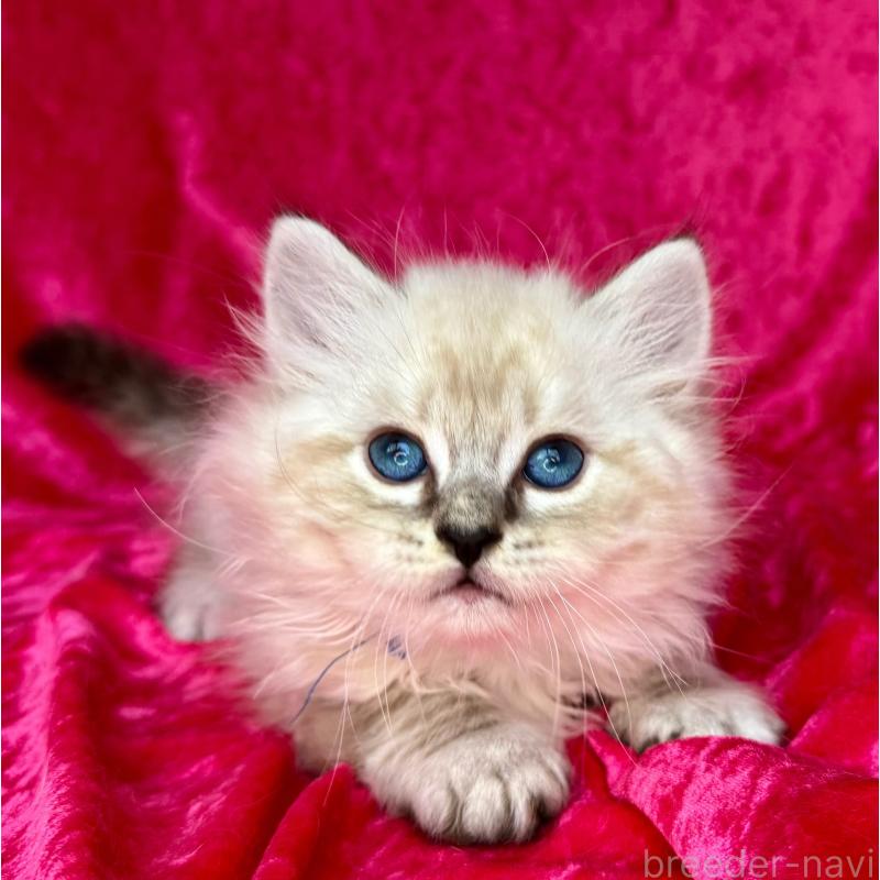 成約済の千葉県のサイベリアン-129462の2枚目