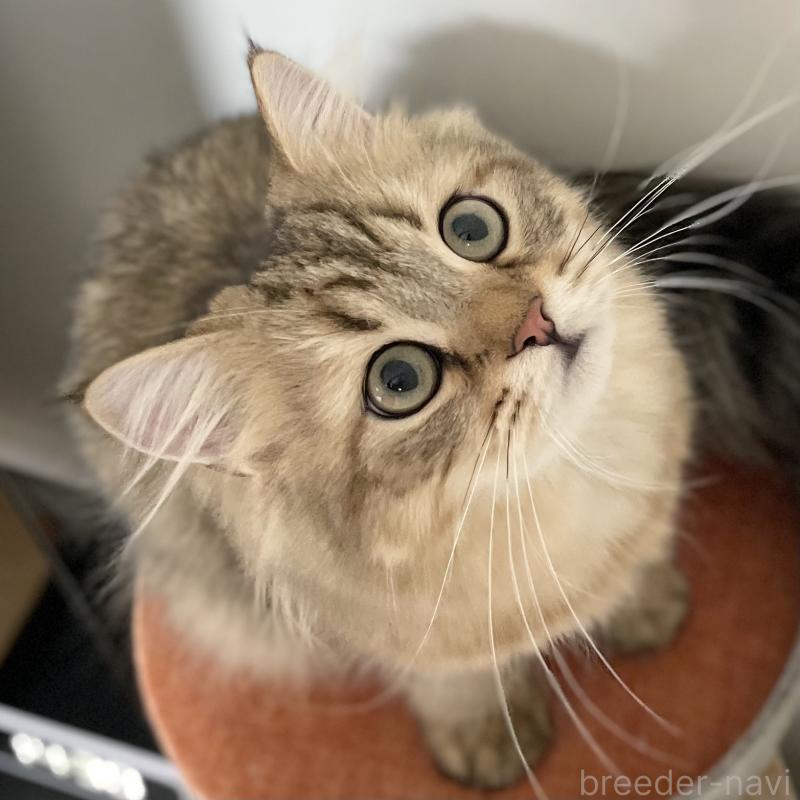 販売中の愛知県のミヌエット-117954