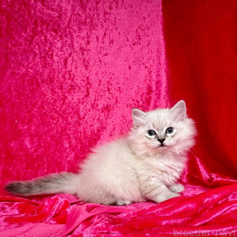 販売中の千葉県のサイベリアン-131116の6枚目