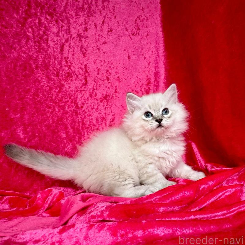 販売中の千葉県のサイベリアン-131116の5枚目